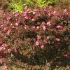 Tokyo_Rikugien_Park_16